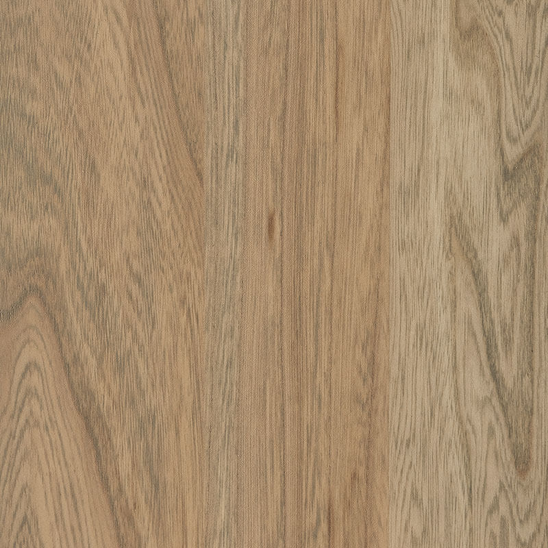 PCL – Seashell – SP